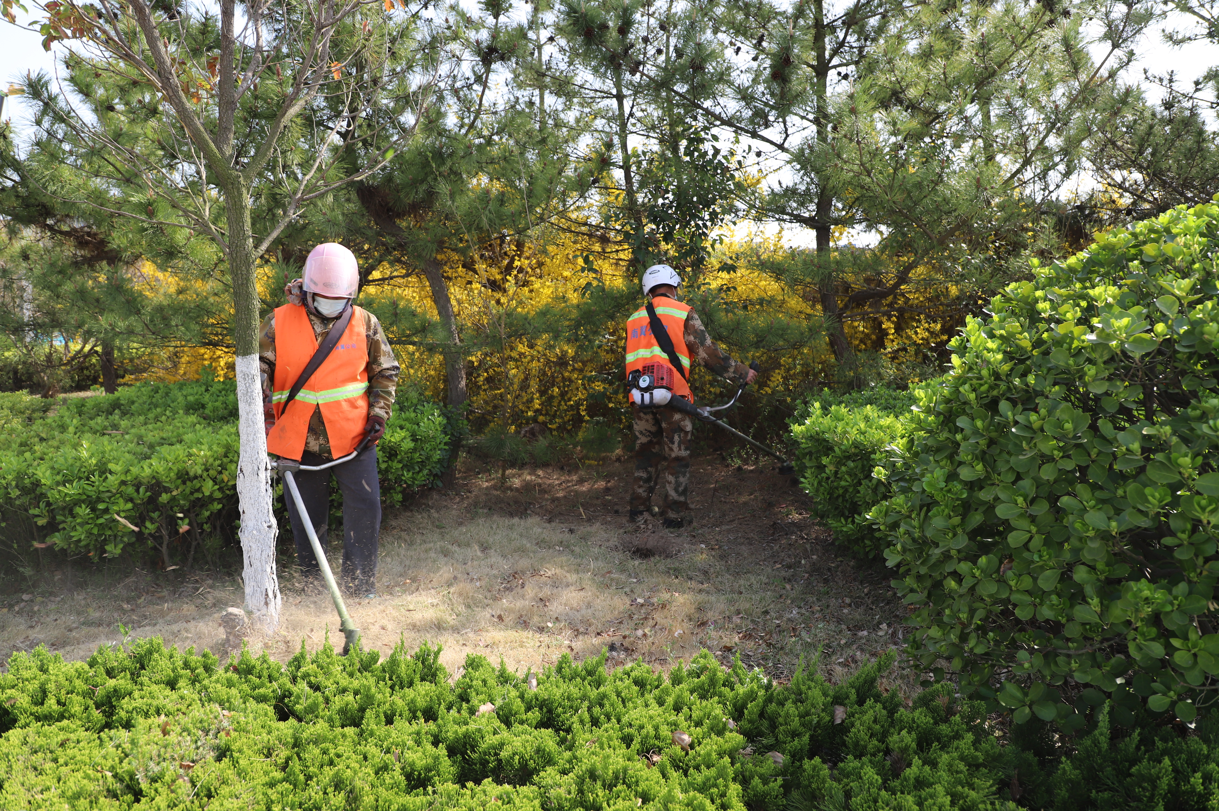 南翼公司職工在綠化帶除草.JPG 南翼公司職工在綠化帶除草.JPG